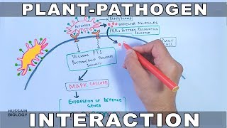 Plant Pathogen Interaction  Signalling [upl. by Thorn392]