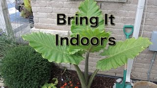 Alocasia Portora Elephant Ear  Lets dig it up and bring it Inside [upl. by Asserrac]