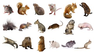 Learn Rodents Animals Names In English Vocabulary List of Rodents RatsMiceSquirrels amp More🐁🐀🐹 🦔 [upl. by Lukash16]