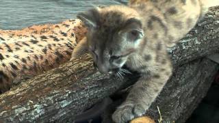 Baby Cougars AKA Puma or Mountain Lion PlayCincinnati Zoo [upl. by Lsiel]