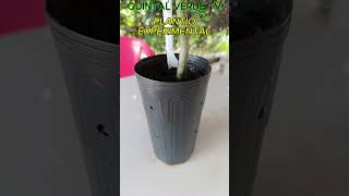 EXPERIMENTAL “PSEUDO CAUDEX MAIOR VOLUME” Shorts 2022 bonsai plants plantas estaquia adenium [upl. by Eed197]