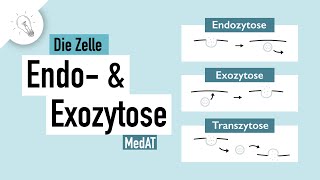 Stofftransport Teil II Endozytose amp Exozytose  MedAT  Biologie [upl. by Ralph]