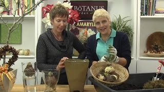 Episode 95How to Plant amp Grow Amaryllis [upl. by Frannie]