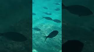 Le fond marin avec des multitudes de poissons en Île de Benidrom shorts [upl. by Hairahcaz]