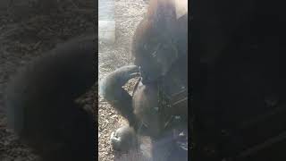 Baby Gorilla playing with mommom gets scolded by dad [upl. by Ebner]