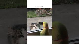 Hilarious Parrot Plays Peekaboo with cat [upl. by Ataner]