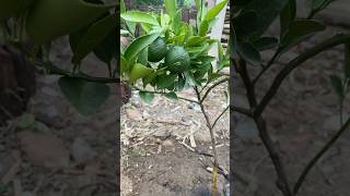 Santang madu 3 bulan berbuah fruit orange [upl. by Winikka]