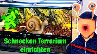 Meine Monster Schnecken  Terrarium einrichten  Achatschnecken  Schneckenkönig 1 [upl. by Giselle]