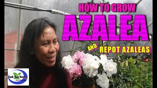 HOW TO GROW AZALEA and REPOT YOUNG AZALEAS [upl. by Gairc]