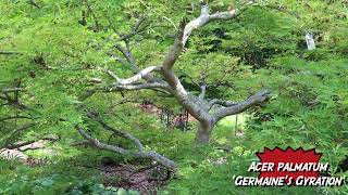 Acer palmatum Germaines Gyration because who doesnt want a plant that can do the twist [upl. by Akinimod]