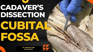 Content of CUBITAL fossa on CADAVER  Must watch DrAbhishekJasra [upl. by Adnav]