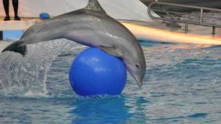 Dolphin Show [upl. by Erika]