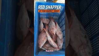 Fresh Red Snapper from the Fish Market Quality Catch of the Day [upl. by Releehw20]