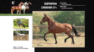 47 Serpentina Carababa 50 [upl. by Yroffej]