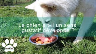 5 choses à savoir sur le sens gustatif du chien  Assur OPoil [upl. by Korrie827]