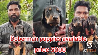 Doberman puppies available  Price female 5000 only  Transportation available doberman black [upl. by Camilo]