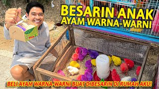 BELI AYAM WARNAWARNI BUAT DIBESARIN DI RUMAH GEDENYA JADI KAYA GIMANA YA [upl. by Nyliuqcaj]