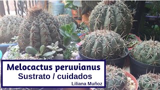 Melocactus Peruvianus  Liliana Muñoz [upl. by Ainatnas903]