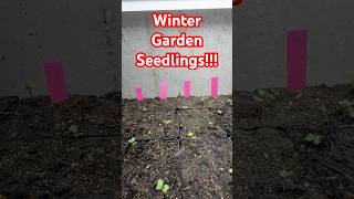 Winter garden starts in the basement garden growcookpreserve growfoodathome gardening [upl. by Adna478]