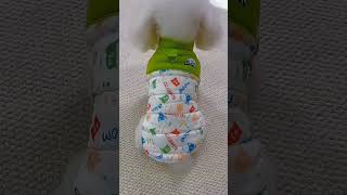 Beautiful Cute Dog Amazing HairCut shorts puppy grooming [upl. by Yelsnia]