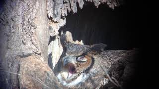 Great Horned Owl Yawn [upl. by Pathe]