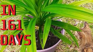 How to grow Pandan Pandanus amaryllifolius [upl. by Nauht133]