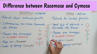 Difference between Racemose and Cymose Inflorescence  Racemose Vs Cymose Inflorescence Bilingual [upl. by Assirroc]