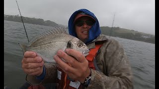 DEVON GILTHEADS  POLLOCK FISHING  KINGSBRIDGE ESTUARY [upl. by Lenssen]