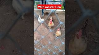 Wild roosters and hens shorts [upl. by Anaujahs114]