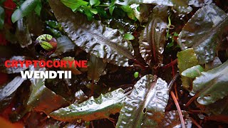 Cryptocoryne Wendtii [upl. by Lonier]