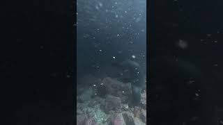 Buceo en Galapagos [upl. by Eblehs]