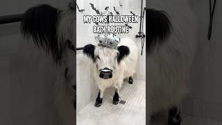 My Cows Halloween Bath Routine 👻 [upl. by Meesan303]