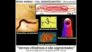 Os Nematelmintos  Vermes cilíndricos e lisos [upl. by Lubow]