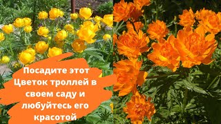 Посадите этот ЦВЕТОК ТРОЛЛЕЙ в своем саду и любуйтесь его красотой [upl. by Neibaf323]