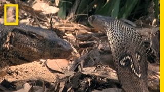 Cobra vs Monitor Lizard  National Geographic [upl. by Grewitz]