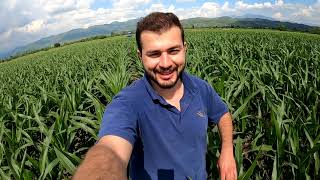 Görevimiz Mısır 🌽  Son Üst gübresini atıyoruz  Yağmur geliyor [upl. by Vidal959]