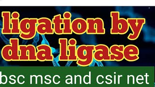 ligation process by dna ligase csir net [upl. by Eak]