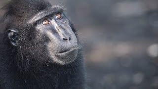 Black Crested Macaques in their morning routine 2 [upl. by Divaj]