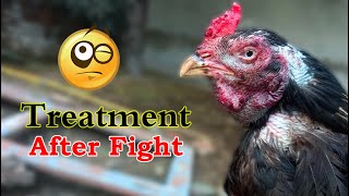 Aseel Treatment After Fight  Injured Roosters Emergencies  QualityAseel [upl. by Alexandros]