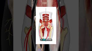 ❗️ALIVIA EL DOLOR DE PUBALGIA❗️ejercicio fisio anatomia pubis aductores abdominales abductor [upl. by Aynekal]