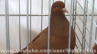 Pigeon Carneau Jaune  MJ Champion de France 2018  Expo Avicole de StJouinBruneval [upl. by Alfonzo]