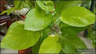 Money Plant Pothos 5 varietiesPotting soil details [upl. by Ellenrad155]