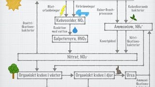 Kvävets kretslopp gammal [upl. by Laughton]