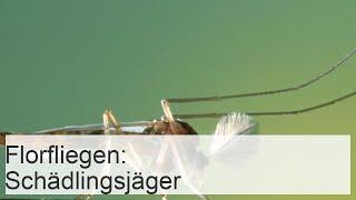 Florfliegen sind Insekten die Schädlinge fressen [upl. by Spearing337]