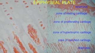 EPIPHYSEAL PLATE [upl. by Bollay]