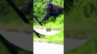 Este ELEFANTE es muy inteligente 😱animales shorts vidasalvaje [upl. by Descombes]