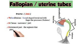 Fallopian tubes anatomy  uterine tubes anatomy [upl. by Sedgewake]