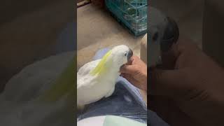 Sulphur crested cockatoo cockatoo youtubeshorts excellent birds viral [upl. by Mccowyn18]