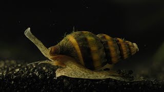 Assassin Snail  hunting killing and eating [upl. by Anayt]