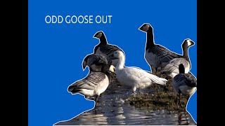 ODD GOOSE OUT [upl. by Ahtreb561]